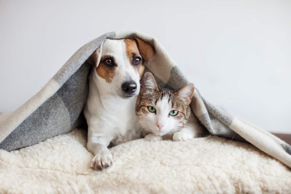 Which Dog or Cat Breed Should You Adopt?