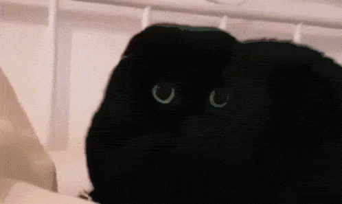 black-cat-black