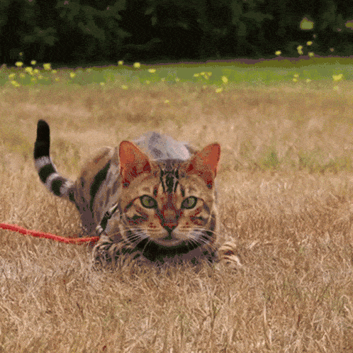 gilbert-missenell-bengal-cat