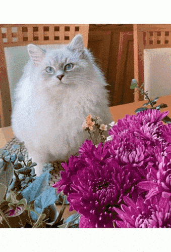 siberian-cat-breeders-dmv-buy-kittens-with-blue-eyes