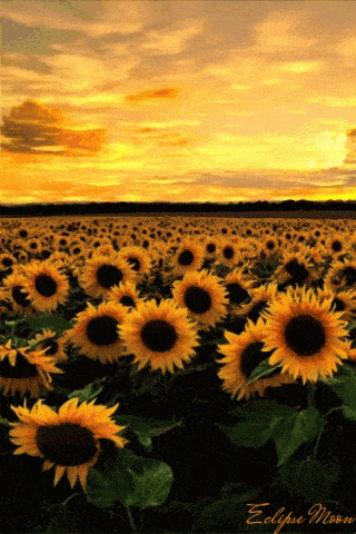 sunflower-yellow-sky