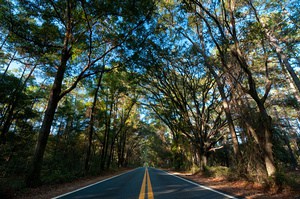 Beautiful canopy road in Tallahassee, Florida.