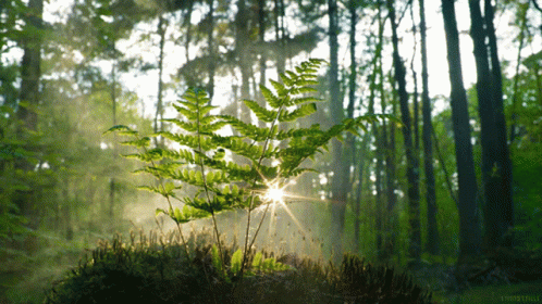 forest-sun-rays