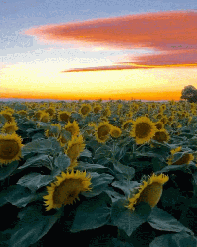sunflowers-flowers