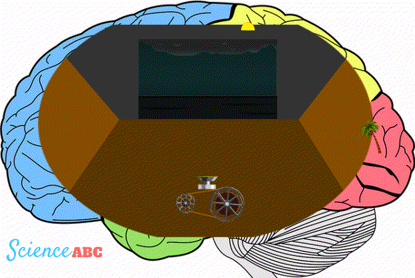Projecting-inside-the-brain--