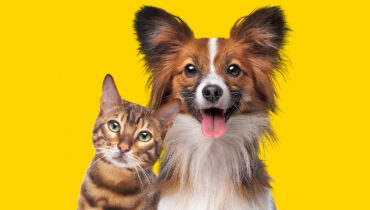 Are You A Cat Or A Dog? | This Quiz Predicts 90% Accurately