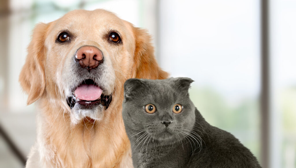 Black Cat or Golden Retriever Quiz | Reliable 2023 Personality Quiz