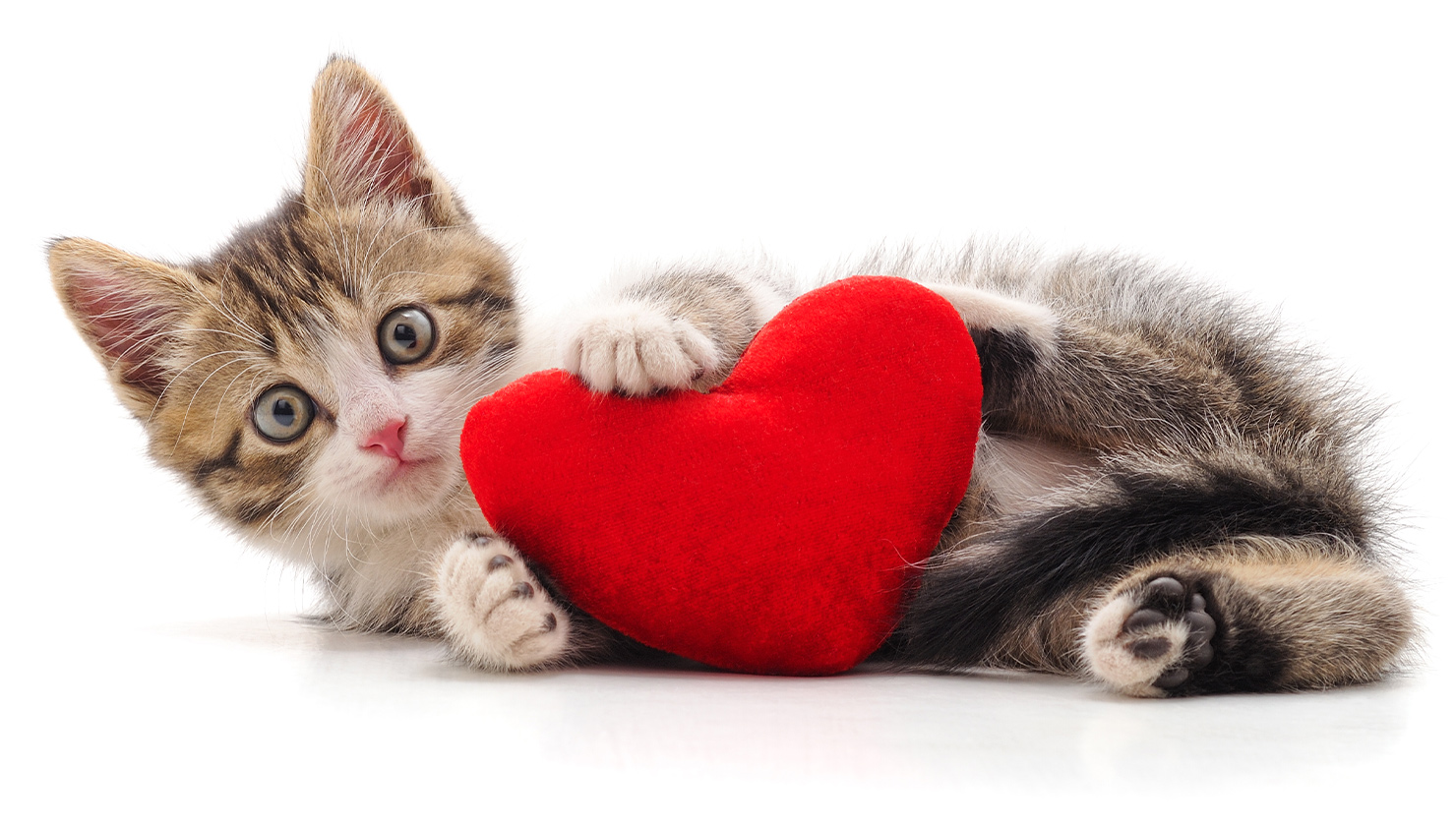 does-my-cat-love-me-100-honest-answer-january-2024