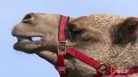how-many-camels-am-i-worth-fast-and-fun-quiz_2023-02-08_086342