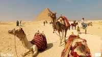 how-many-camels-am-i-worth-fast-and-fun-quiz_2023-02-08_086735