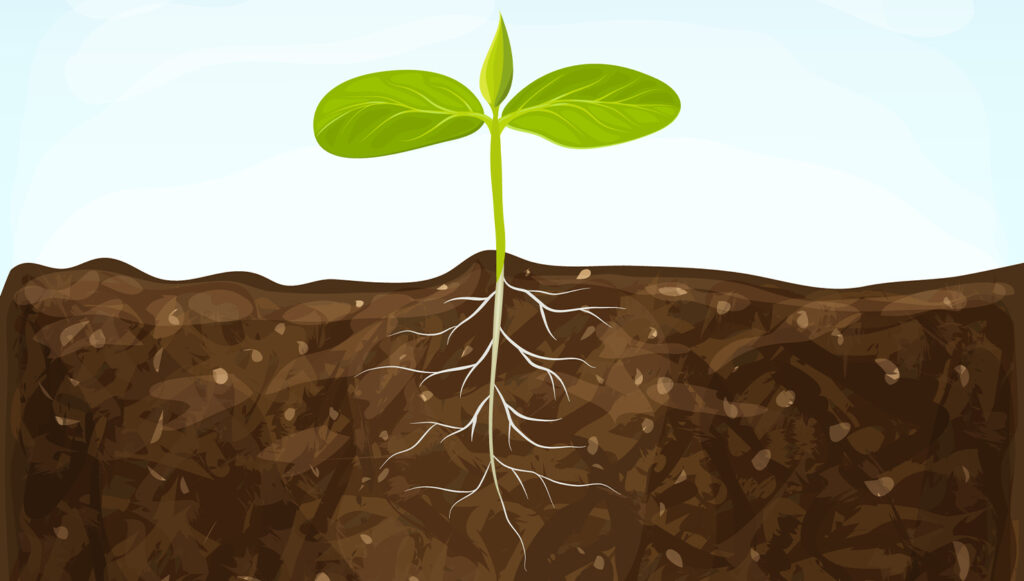 Soil Test | Everything You Need To Know