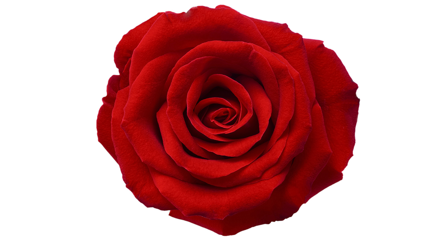 Which Red Rose Character Are You? | Personality Test | March 2024