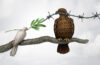 Are You A Hawk Or A Dove?