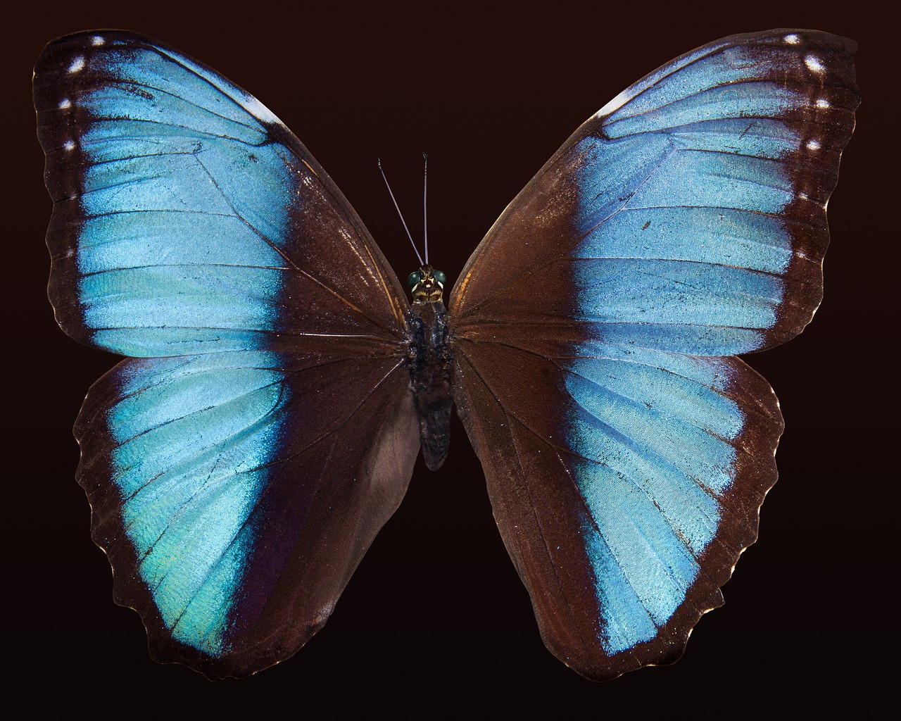 butterfly-176133-1280