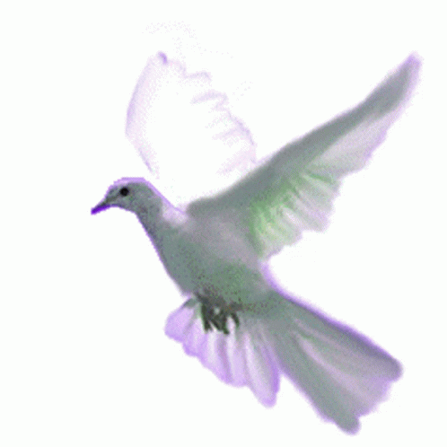 doves-flying