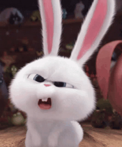funny-bunny-confused-bunny