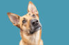 How Awesome Is Your Dog?