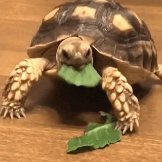 tortoise-turtle