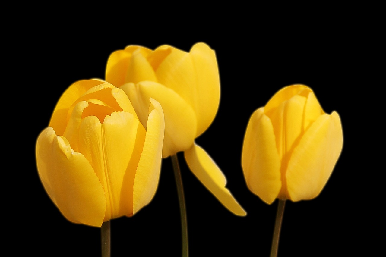 tulips-1364024-1280