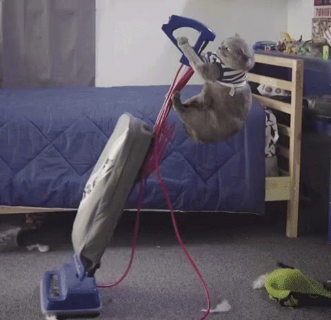 cat-vacuuming