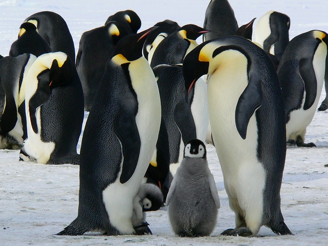 are-you-a-penguin-this-100-accurate-quiz-reveals-it_2023-05-08_260385