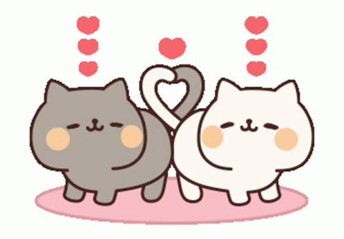 cat-couple-cute-cats