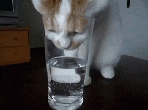 cat-drink