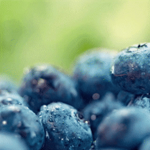 blueberries-blueberry