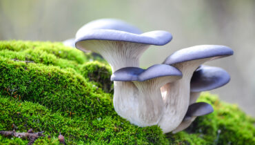 What Do You Know About Mushrooms? | 2024 Free & Honest Quiz