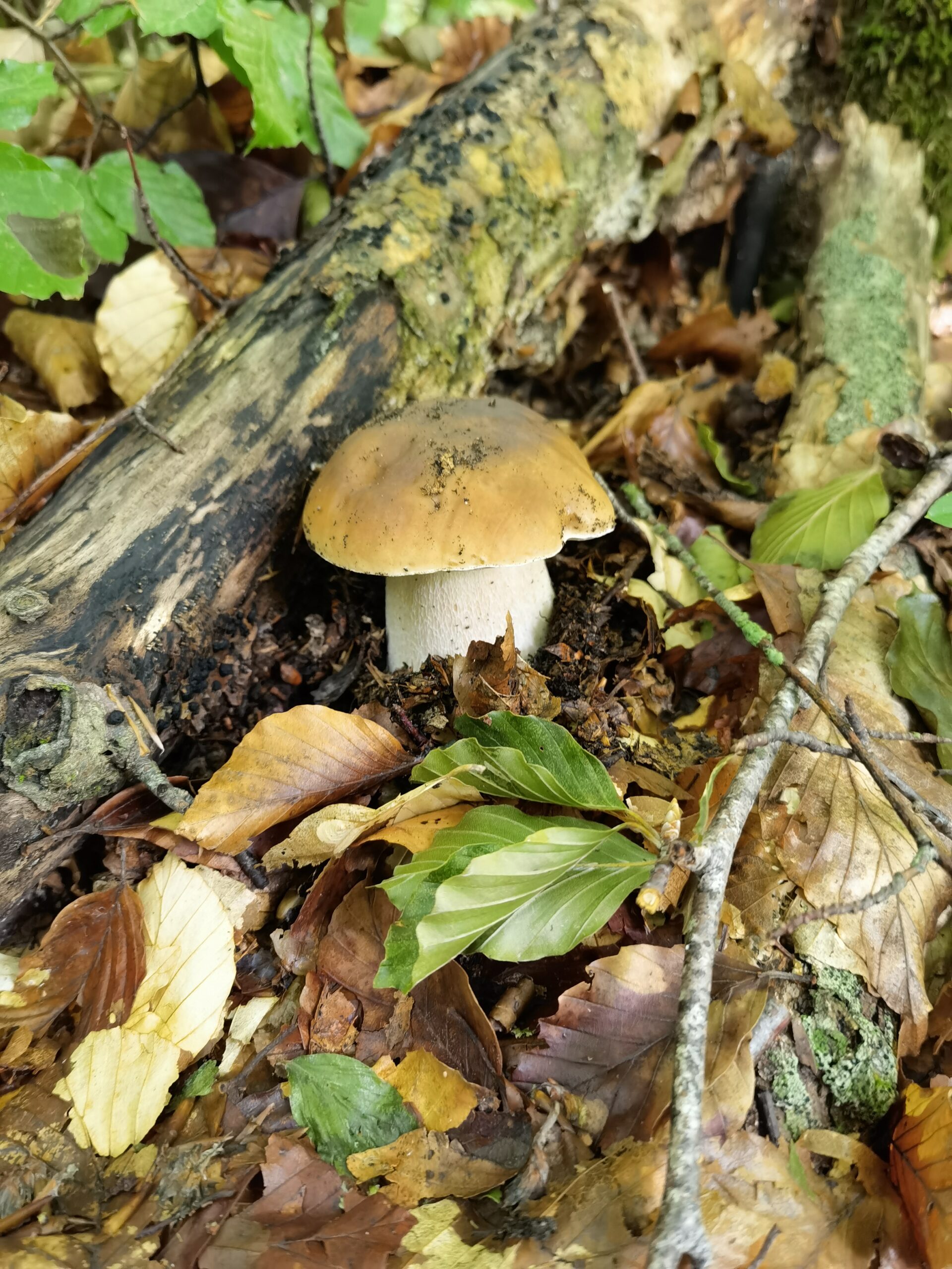 Boletus-edulis-IT