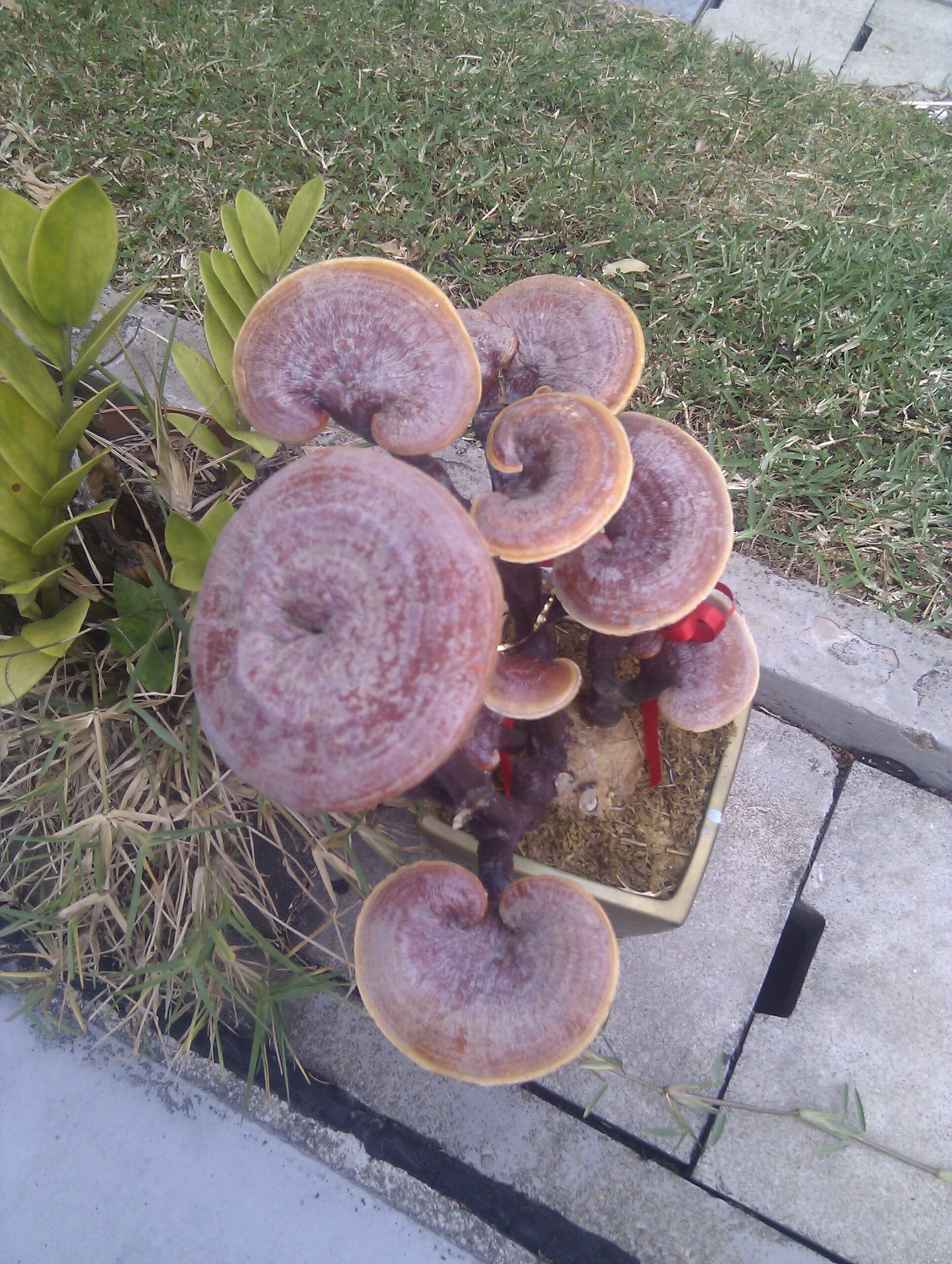 LingZhi, Reishi Mushroom, 灵芝, Ganoderma lucidum