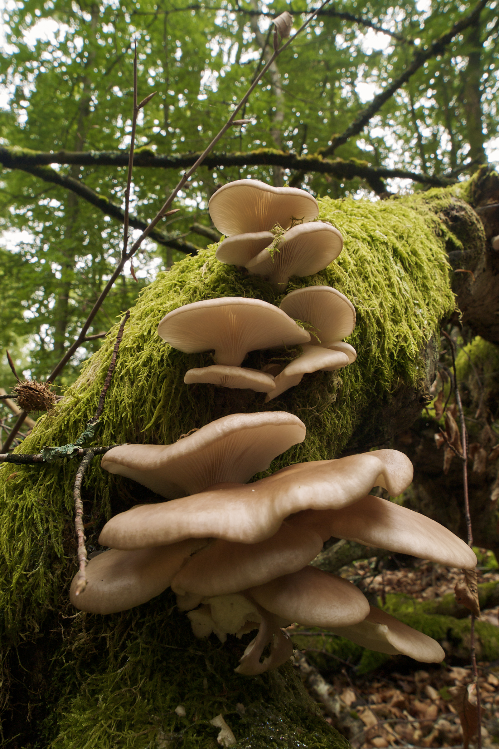 Pleurotus-pulmonarius-LC0228