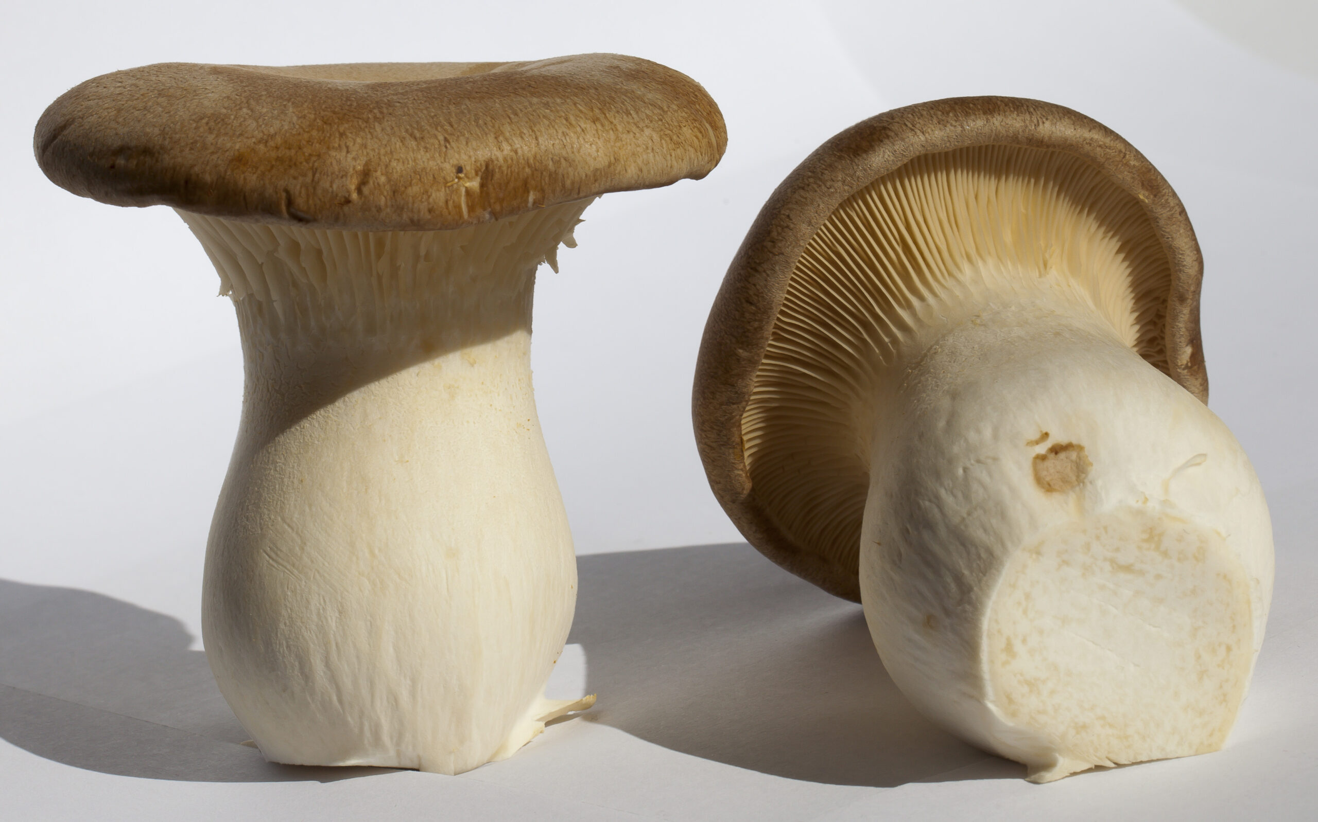 Seta-de-cardo-(Pleurotus-eryngii),-2012-10-03,-DD-01