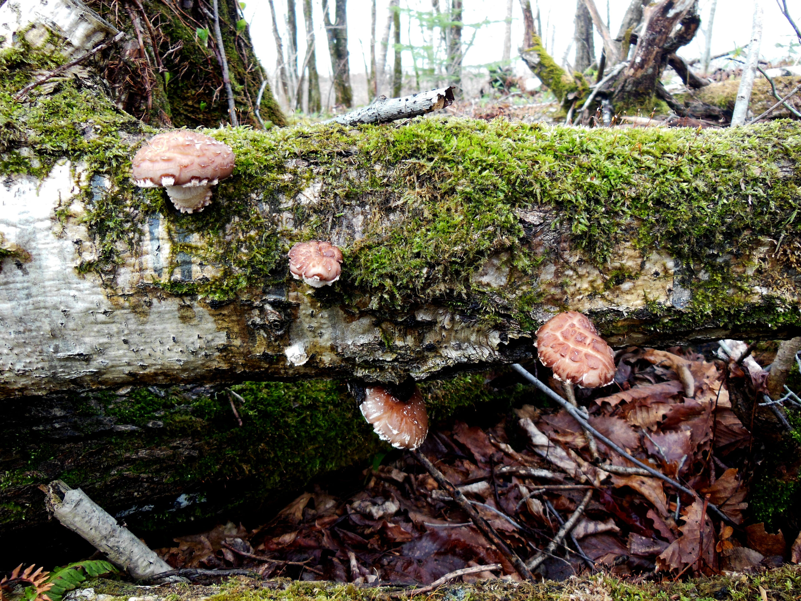 Wild-Shiitake-Mushroom-Japan