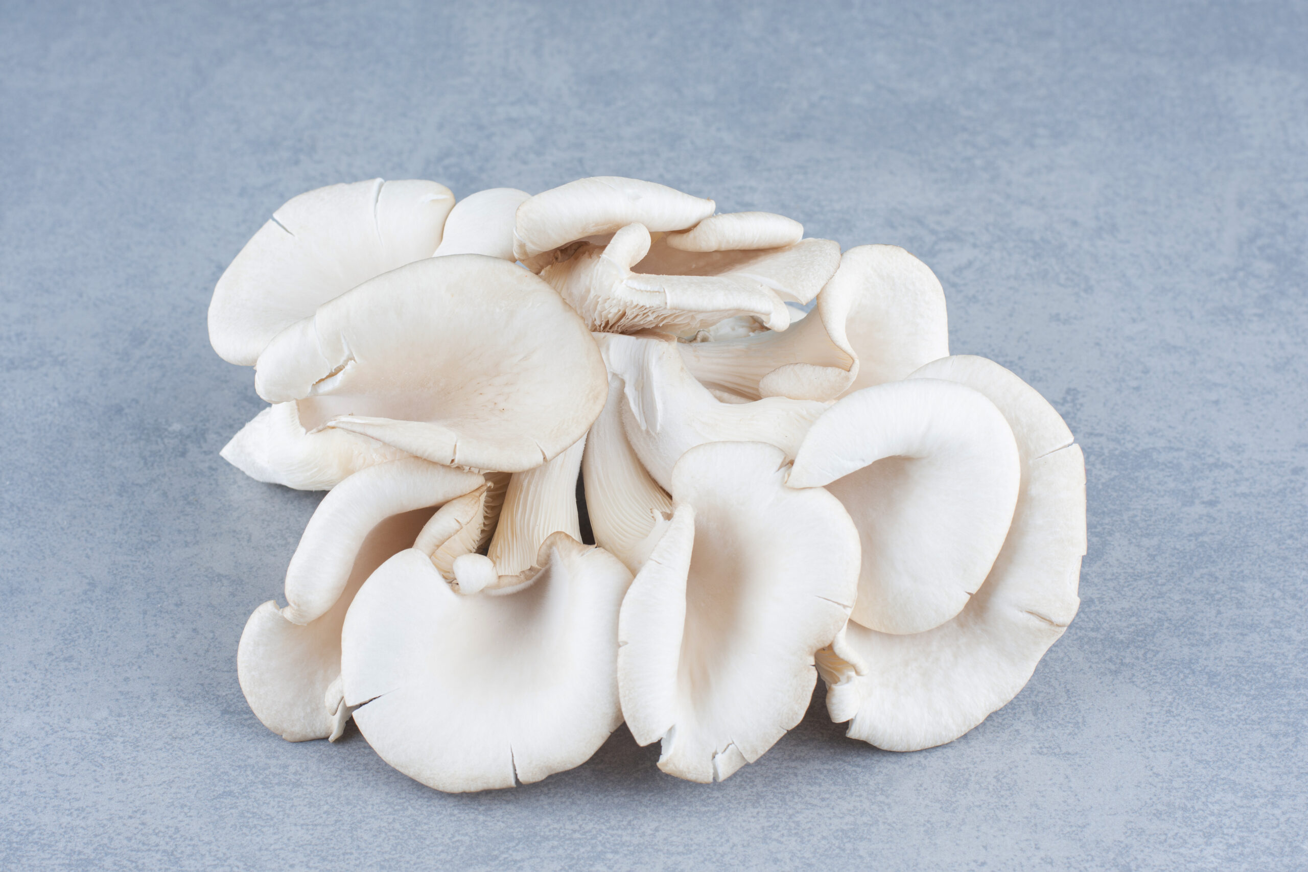 Close up photo of oyster mushroom on grey background