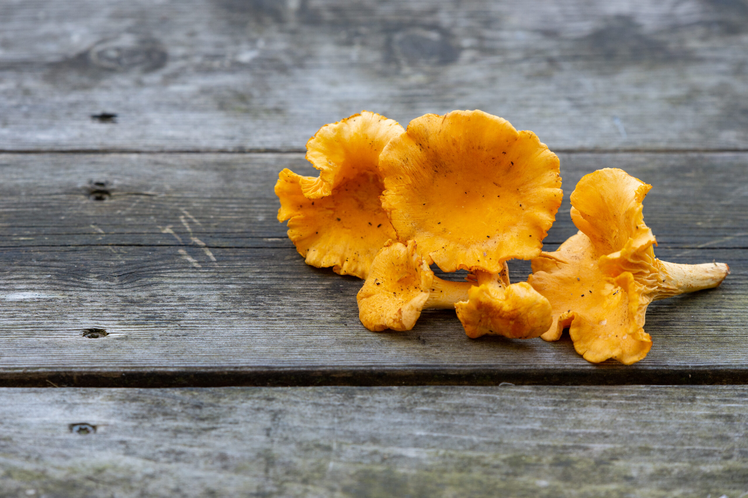 Closeup of chanterelle mushrooms on a wooden surface