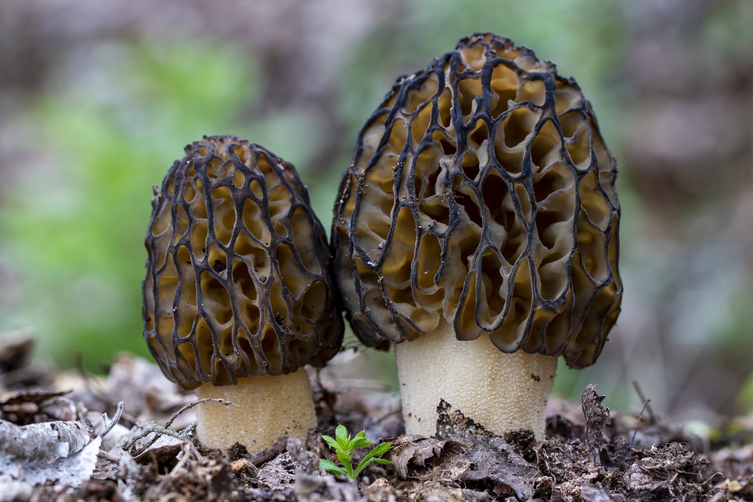 Closeup of true morel mushrooms surrounded by autumn leaves against a blurry background