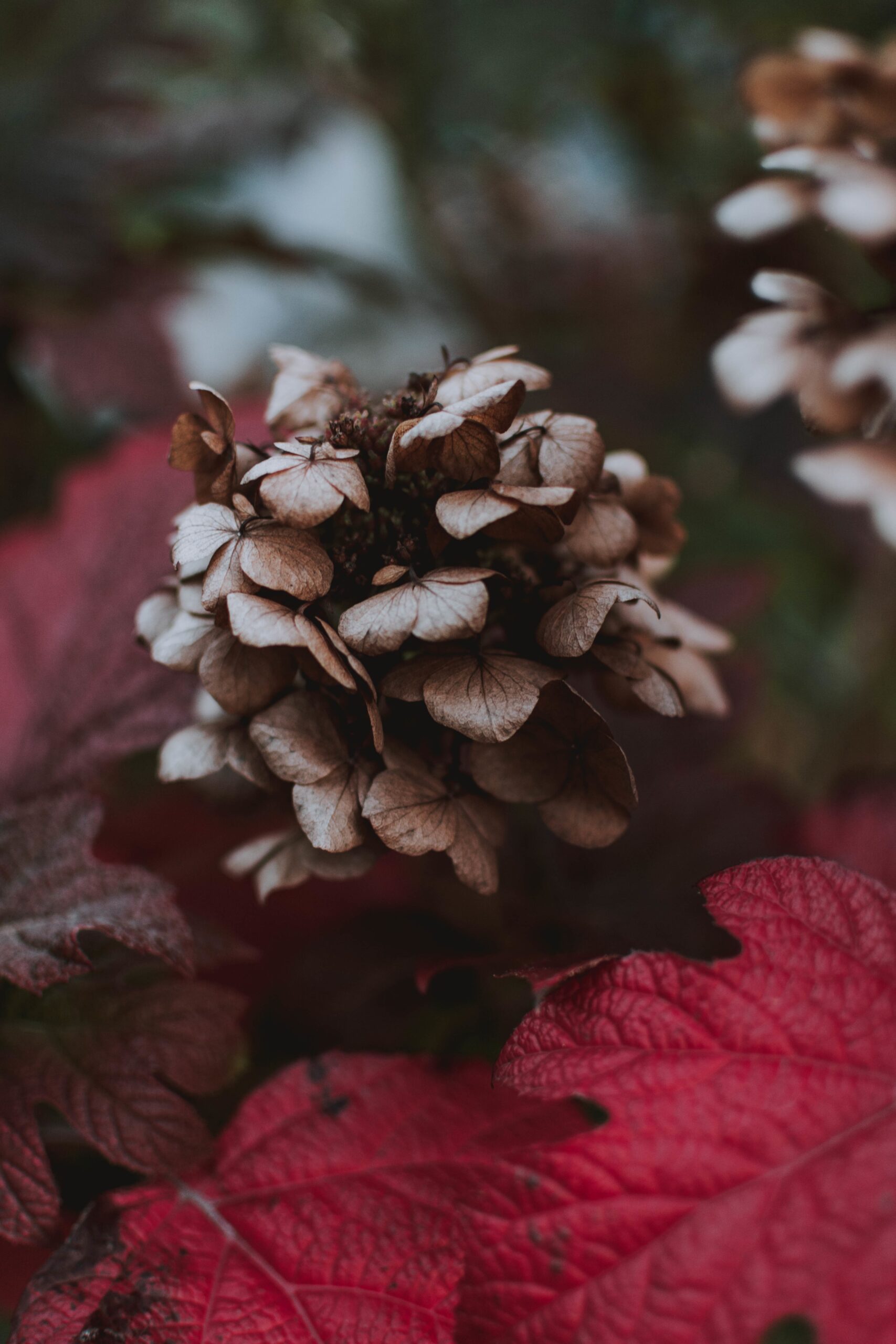 Closeup shot of a purple Grifola frondosa flower surrounded by purple leaves in a forest