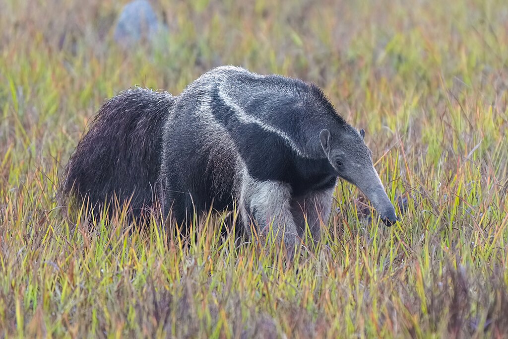 1024px-037-Giant-anteater-in-Encontro-das-Águas-State-Park-Photo-by-Giles-Laurent