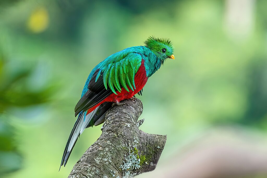 1024px-058-Male-Resplendent-quetzal-in-Los-Quetzales-National-Park-Photo-by-Giles-Laurent