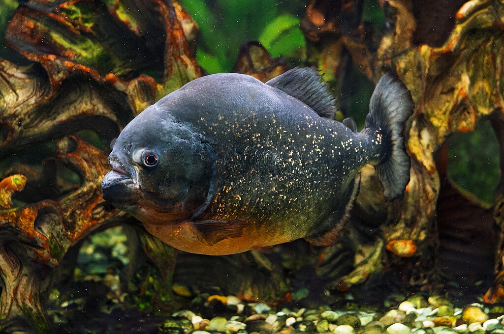 1024px-A-photo-of-a-piranha-fish-in-an-aquarium