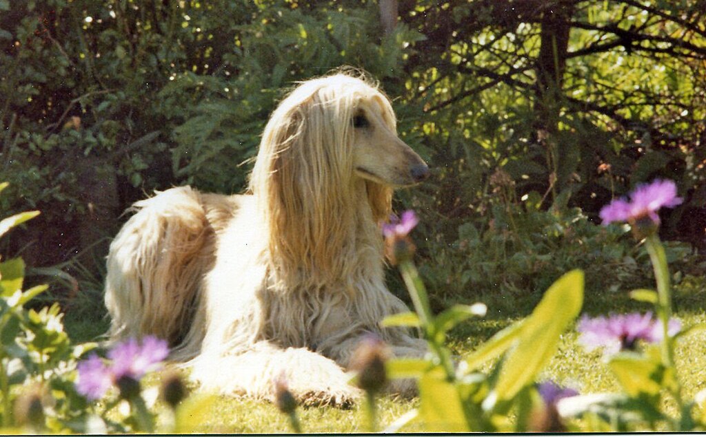 1024px-Afghan-Hound-Image-001