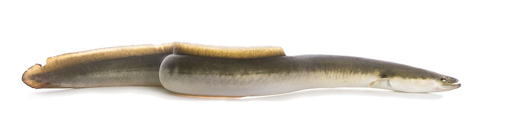 1024px-American-Eel-(Anguilla-rostrata)---white-background