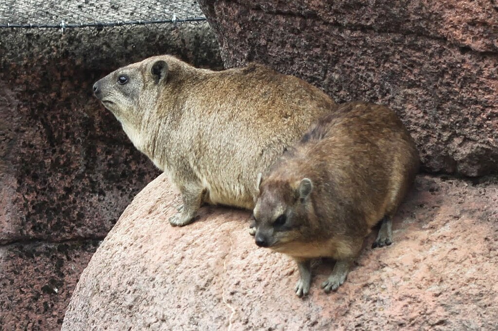 1024px-Animals-in-GaiaPark-Kerkrade-Zoo-07