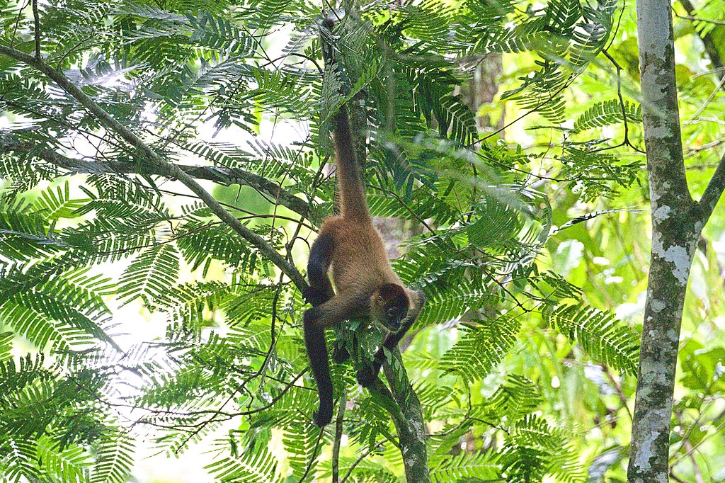 1024px-Ateles-geoffroyi-191105288