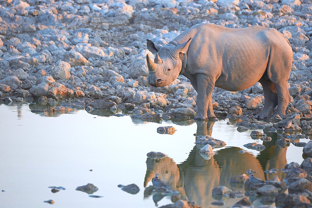 1024px-Black-Rhinoceros-During-Sunset-2019-07-23
