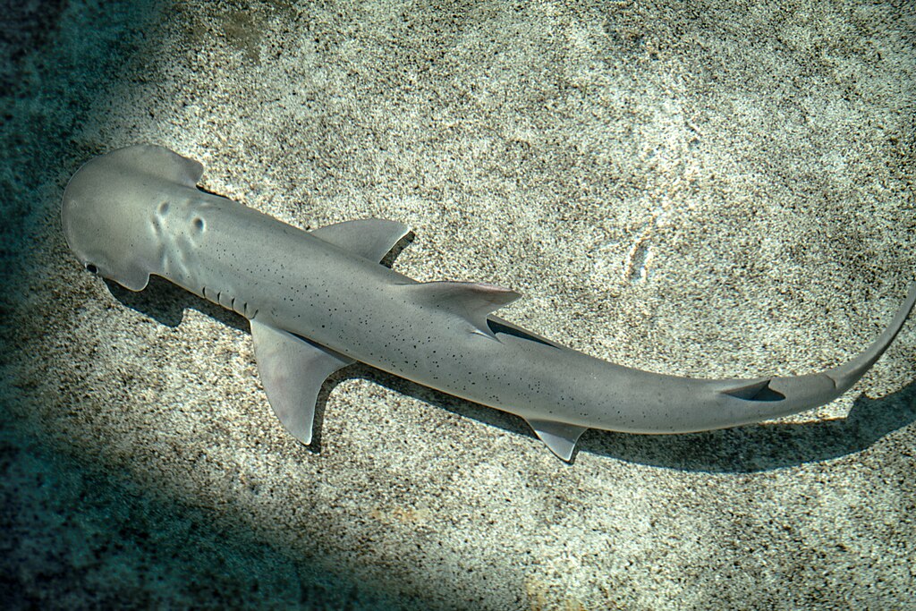 1024px-Bonnethead-shark-Aquarium-of-the-Pacific