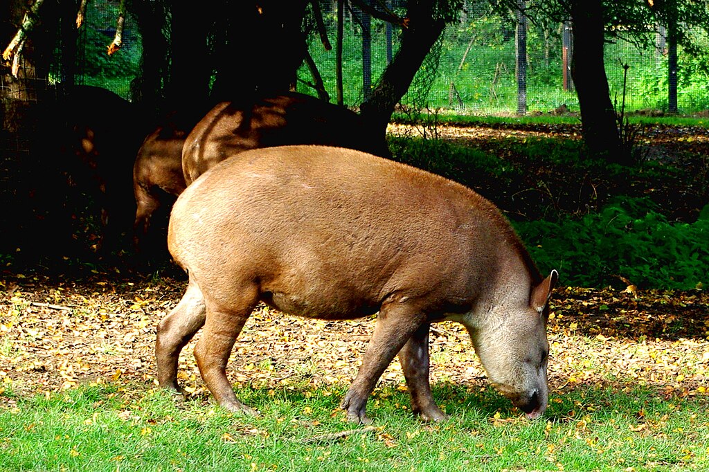 1024px-Brazilan-tapirs-(Tapirus-terrestris)-at-Linton-Zoo---geograph.org.uk---6633490