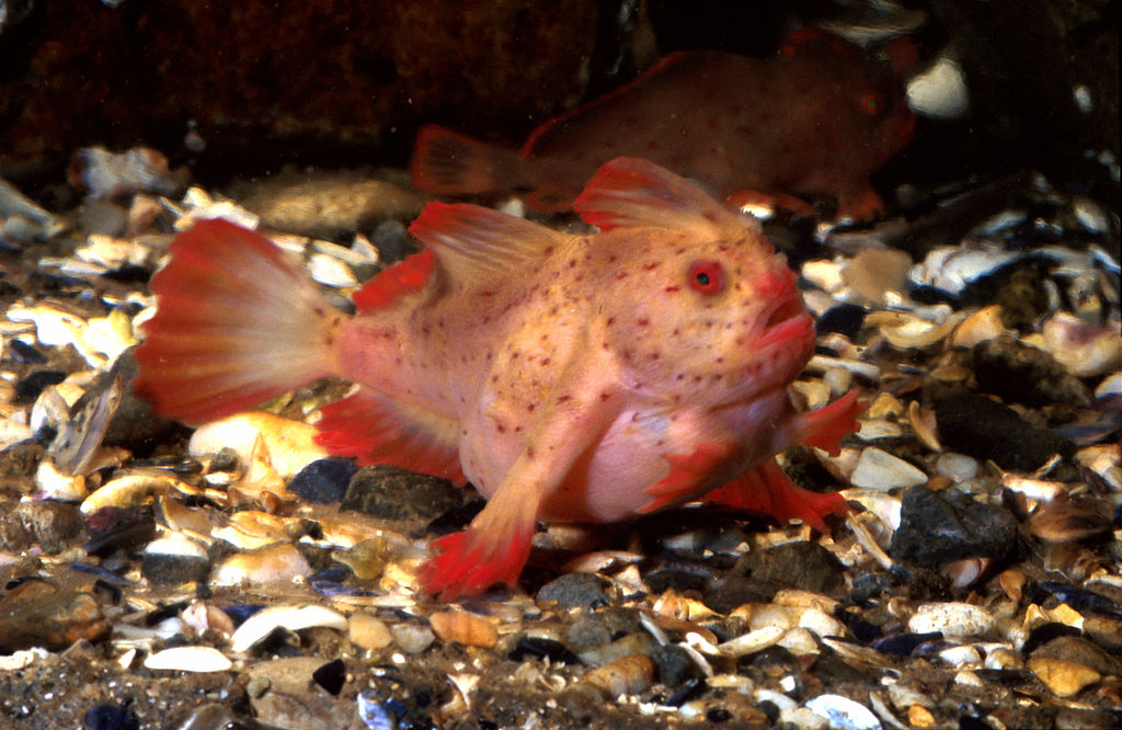 1024px-CSIRO-ScienceImage-2535-The-Red-Handfish