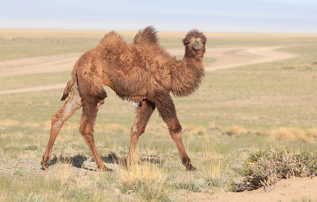 1024px-Camelus-bactrianus-in-western-Mongolia-06